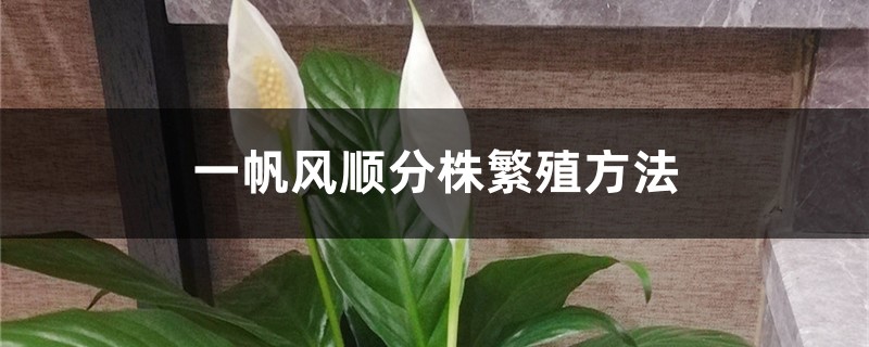 一帆风顺分株繁殖方法，分株繁殖的时间