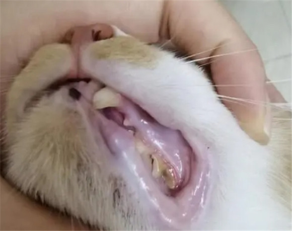 猫咪拥有一口烂牙有多惨，刷牙教程收藏起来~