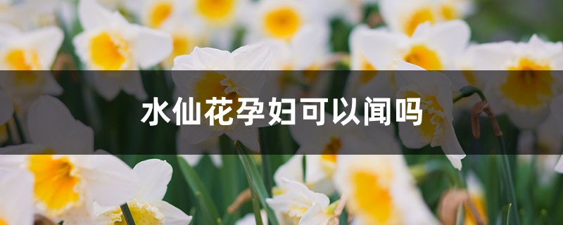 水仙花有毒吗，家里有孕妇能养水仙花吗