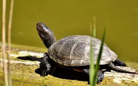 养龟用水和换水的相关小知识！