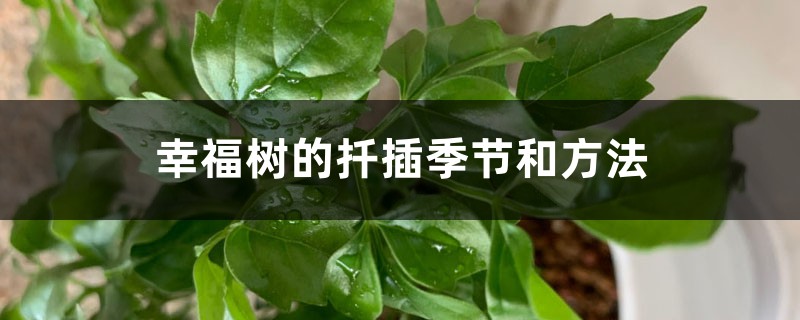 幸福树的扦插季节和方法，幸福树新枝可以扦插吗