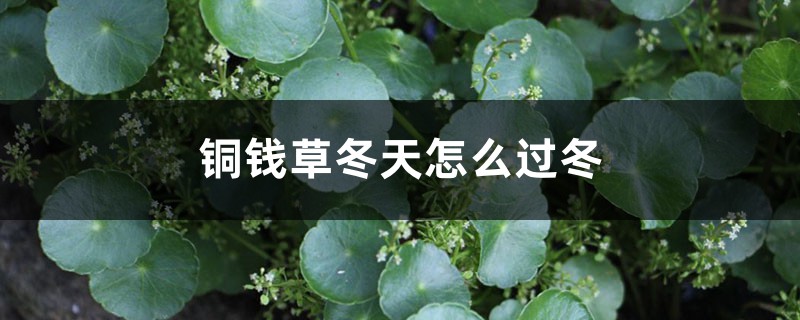 铜钱草冬天怎么过冬，水培铜钱草冬天会死吗