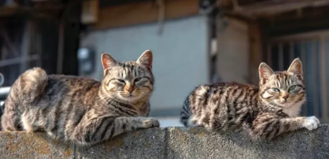 狸花猫是不是都喜欢离家出走啊！