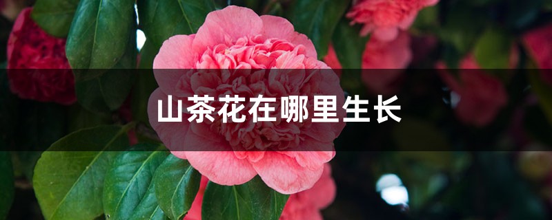 山茶花在哪里生长，在北方能养活吗