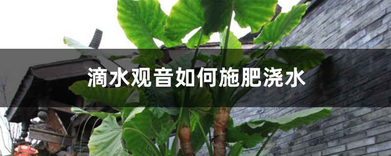 滴水观音如何施肥浇水，水肥施加过多怎么办