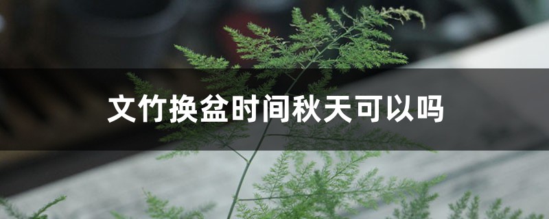 文竹换盆时间秋天可以吗，换盆注意事项