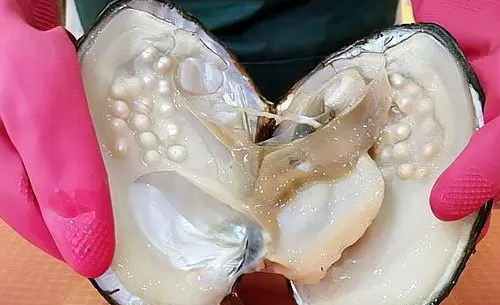 人工养殖珍珠蚌怎么生出珍珠的