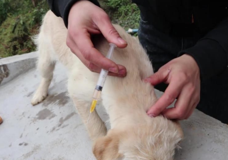 狗狗多久打一次疫苗