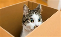 猫咪为什么喜欢钻纸盒？