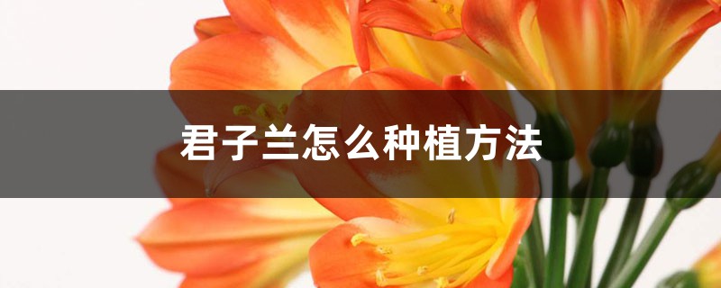 君子兰怎么种植方法，可以水培养殖吗