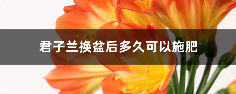 君子兰换盆后多久可以施肥，怎么施肥和施什么肥好