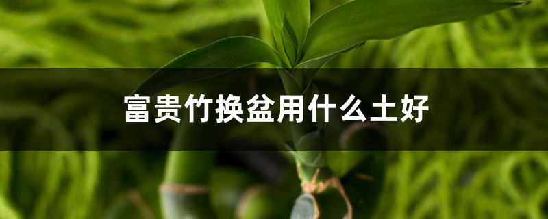 富贵竹换盆用什么土好，换盆要注意季节吗