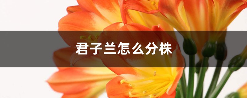 君子兰怎么分株，可以放卧室吗