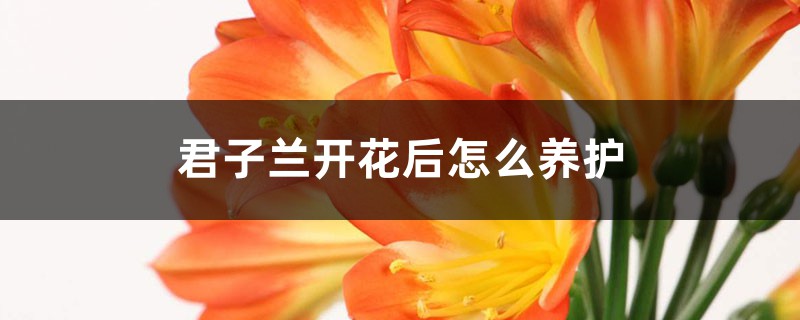 君子兰开花后怎么养护，可以浇淘米水吗