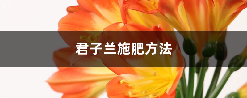 君子兰施肥方法，施什么肥能开花