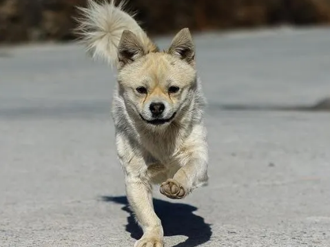 同样是养狗，为何农村却很少发生恶犬伤人呢？