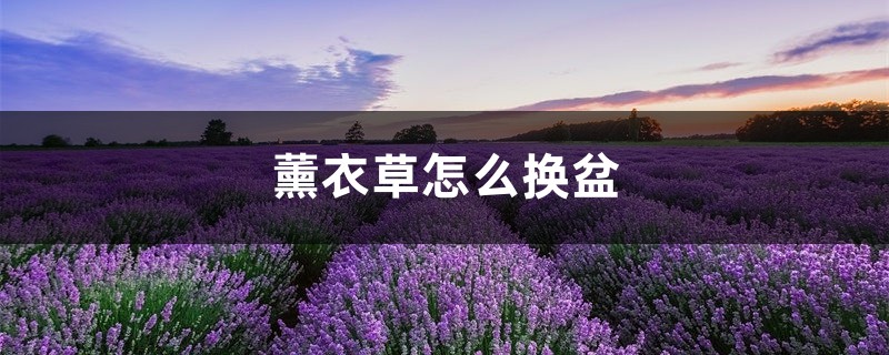 薰衣草怎么换盆，薰衣草什么季节换盆