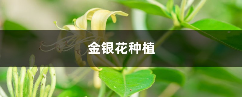 金银花的种植方法与管理方法