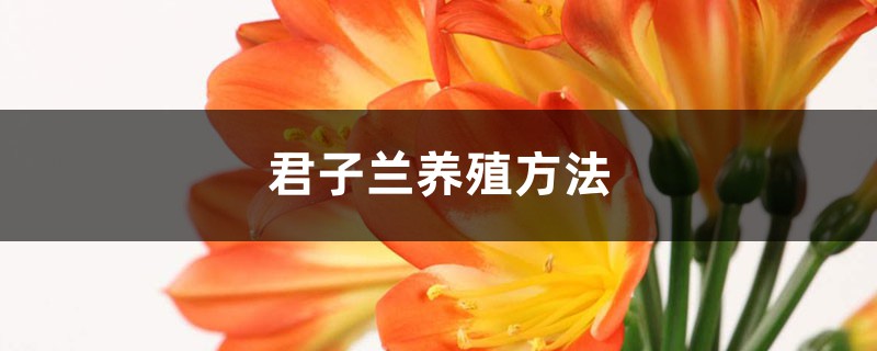 君子兰养殖方法，君子兰用什么肥料