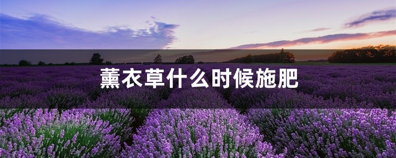 薰衣草什么时候施肥，薰衣草怎么施肥