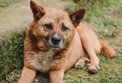 同样是养狗，为何农村却很少发生恶犬伤人呢？