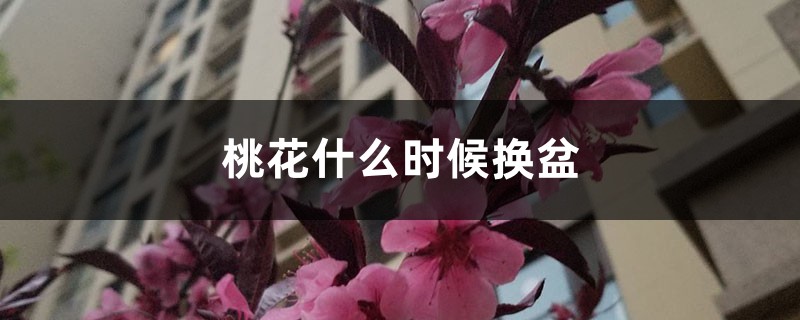 桃花什么时候换盆，桃花用什么土种最好