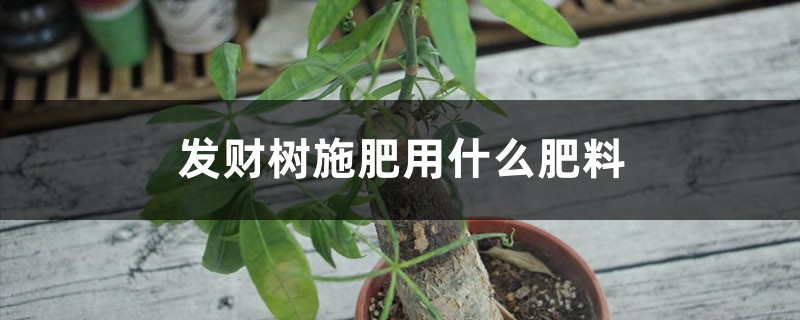 发财树施肥用什么肥料，施肥正确方法