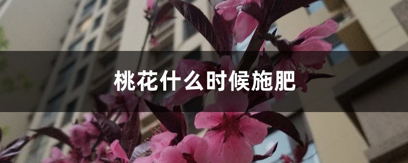 桃花什么时候施肥，桃花盆栽施肥方法