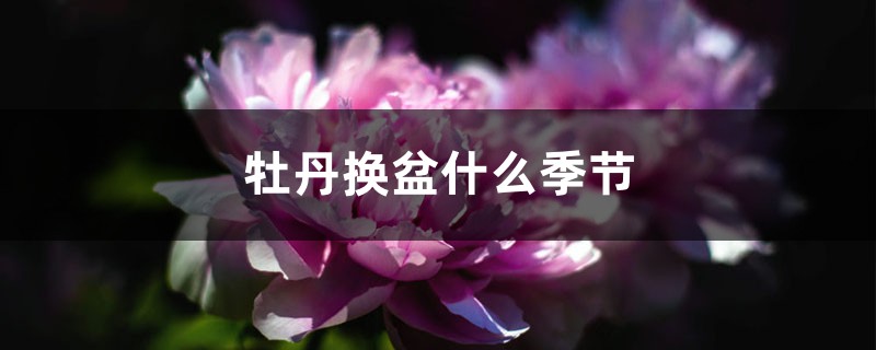 牡丹换盆什么季节，换盆用什么土