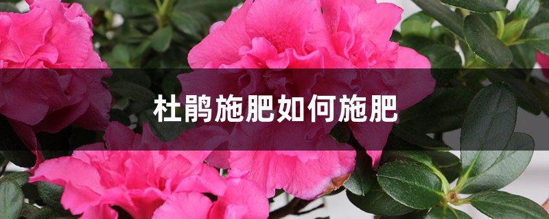 杜鹃施肥如何施肥，施肥过量怎么办