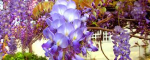 紫藤为什么不开花