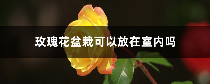 玫瑰花盆栽可以放在室内吗，怎么养可以放室内