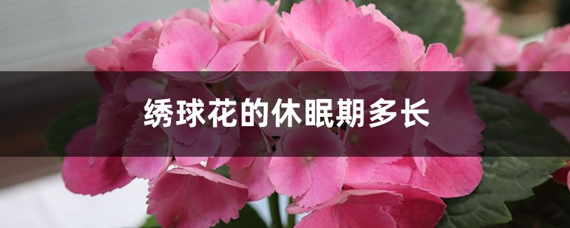 绣球花有休眠期吗，绣球花的休眠期多长