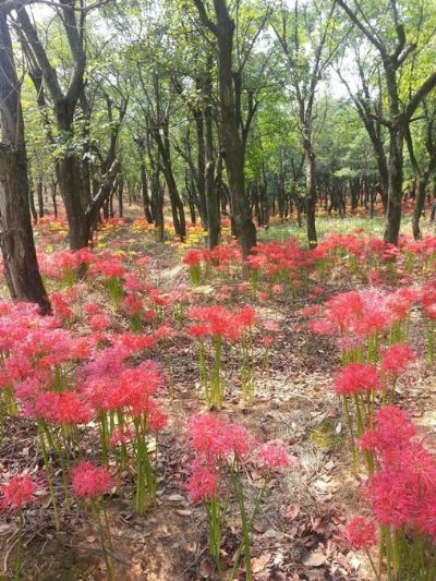 高塘万亩生态园