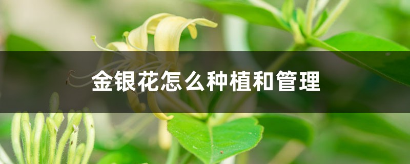 金银花怎么种植和管理，株距多少合适