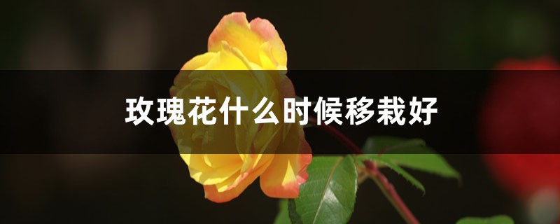 玫瑰花什么时候移栽好，新移栽的玫瑰花要几天浇一次水