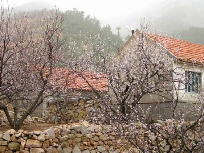 城阳棉花景区