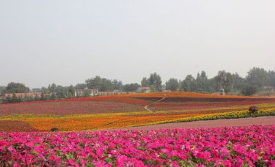 青州花好月圆景区