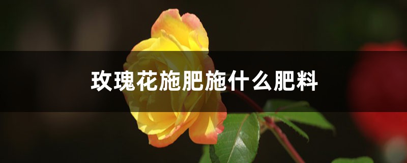 玫瑰花施肥施什么肥料，施肥太多了怎么办