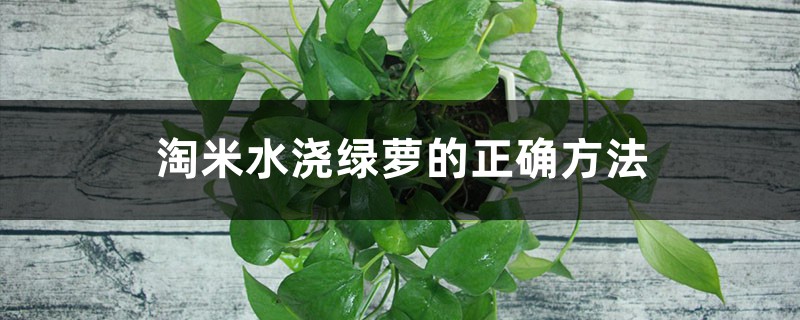 淘米水浇绿萝的正确方法，长期使用淘米水浇花好吗