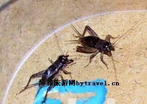 宁阳蟋蟀民俗旅游区