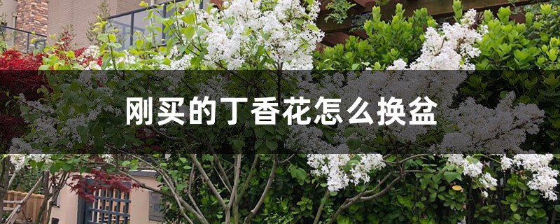 刚买的丁香花怎么换盆，丁香花怎么养