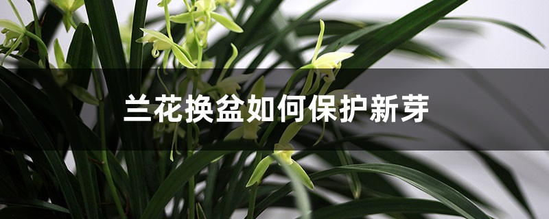 兰花换盆如何保护新芽，最上面加什么植料