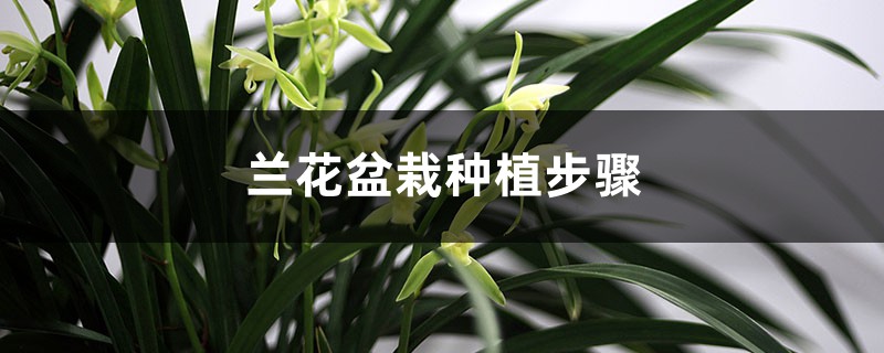 兰花盆栽种植步骤及注意事项