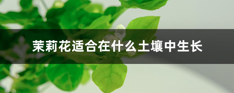 茉莉花适合在什么土壤中生长，茉莉花好养吗