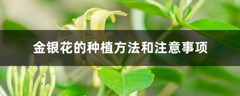 金银花的种植方法和注意事项，每亩种植多少株