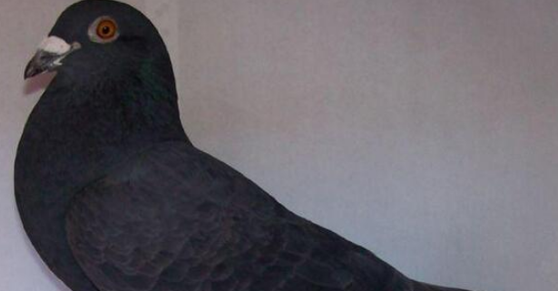 黑色的鸽子是什么品种