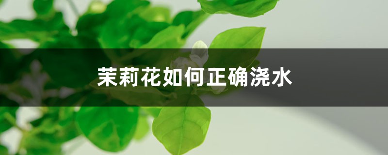 茉莉花如何正确浇水，茉莉花如何施肥