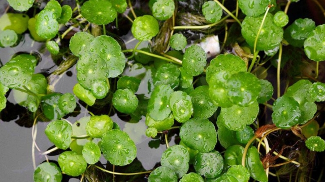 金钱草泡水喝的功效