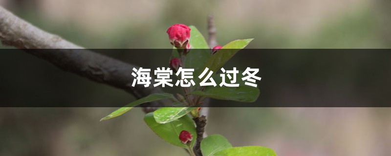 海棠怎么过冬，冬季落叶吗